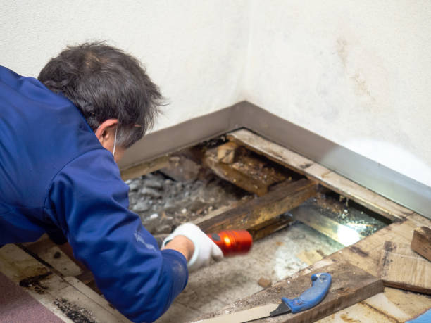 Best Mold Damage Repair  in Commerce, GA