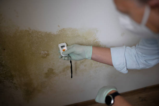 Best Emergency Mold Removal  in Commerce, GA