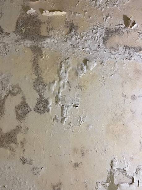 Best Commercial Mold Removal  in Commerce, GA