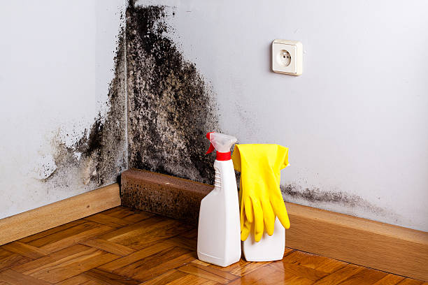 Best Mold Removal Process  in Commerce, GA